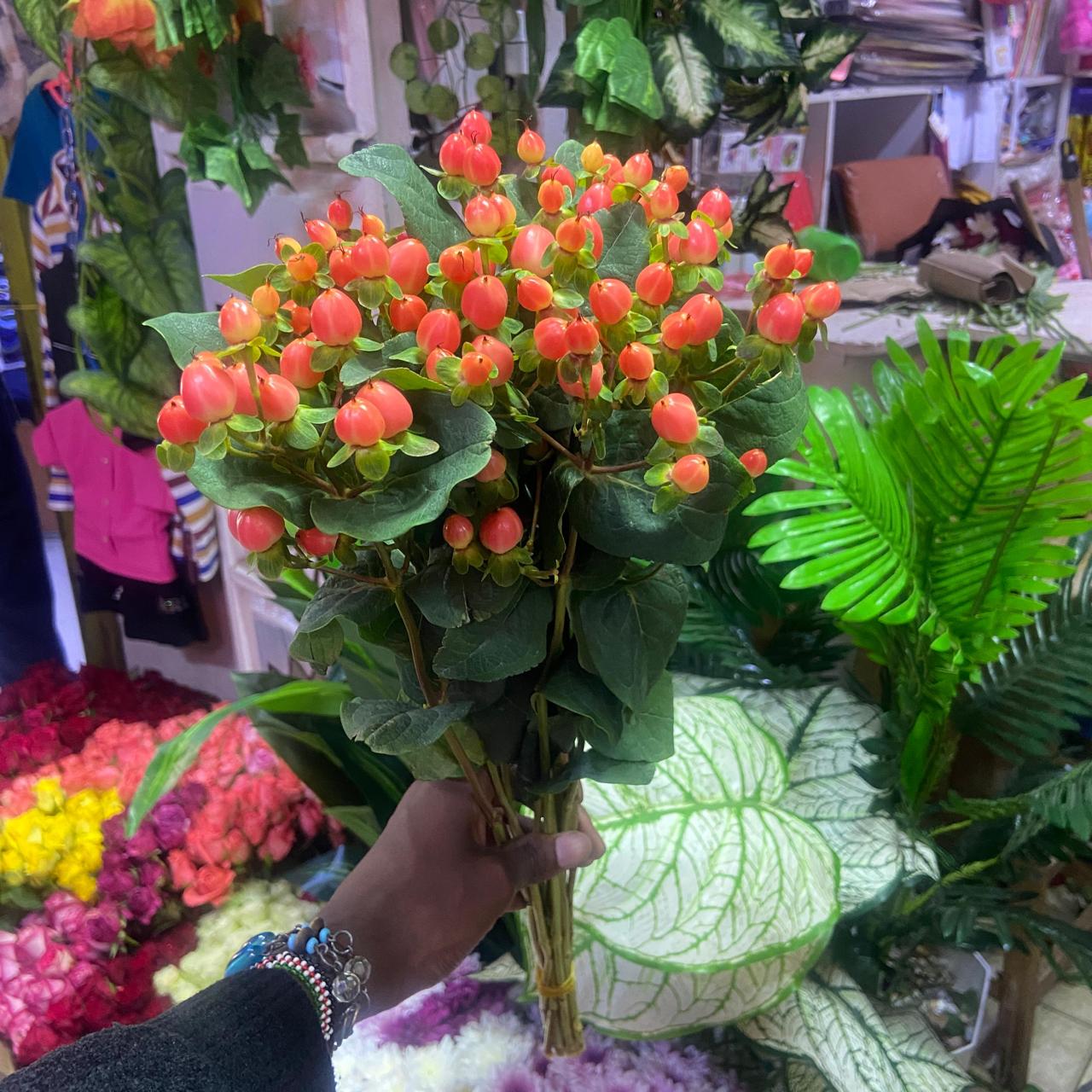 Hypericum