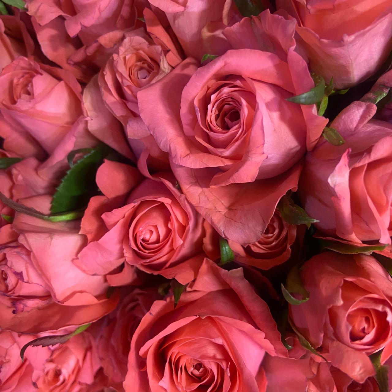 Pink roses