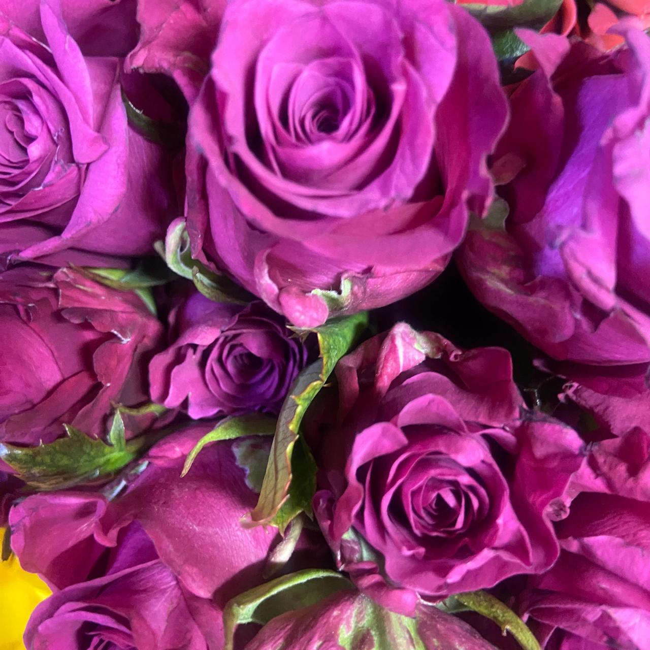 Purple Roses