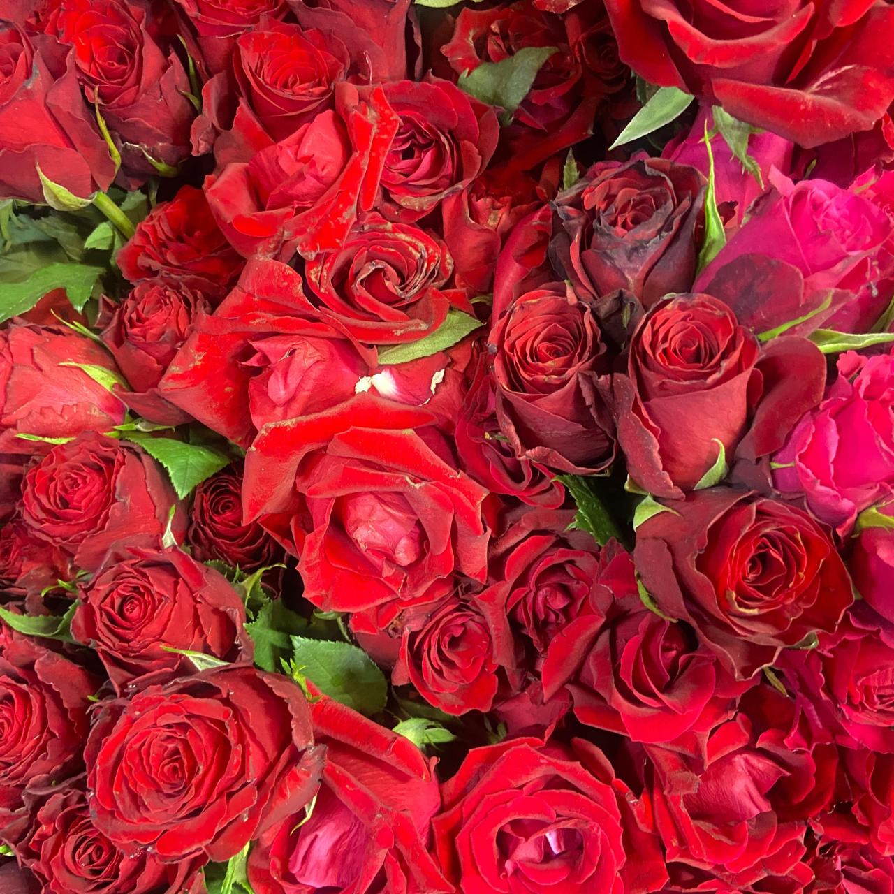 Red roses
