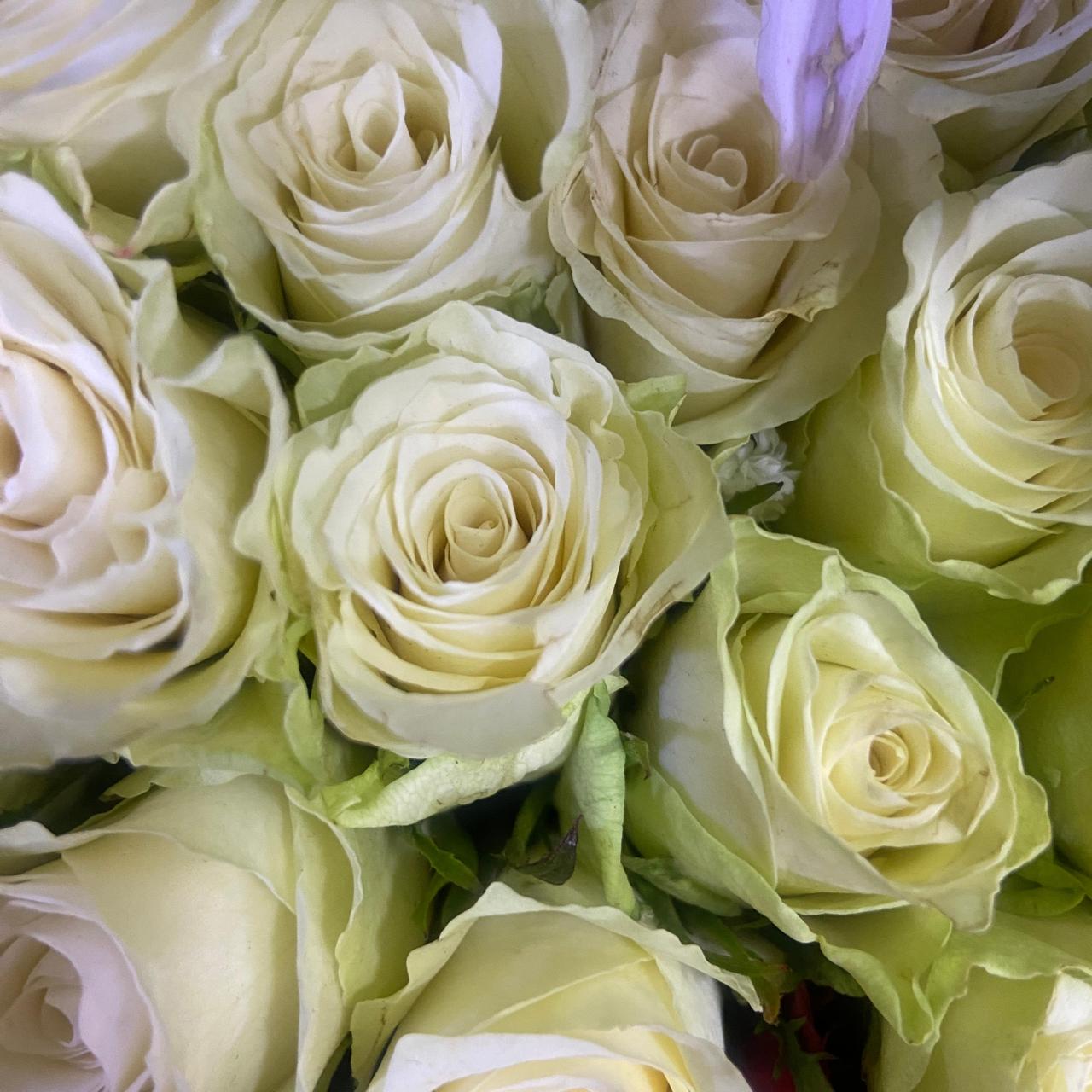 White- Roses