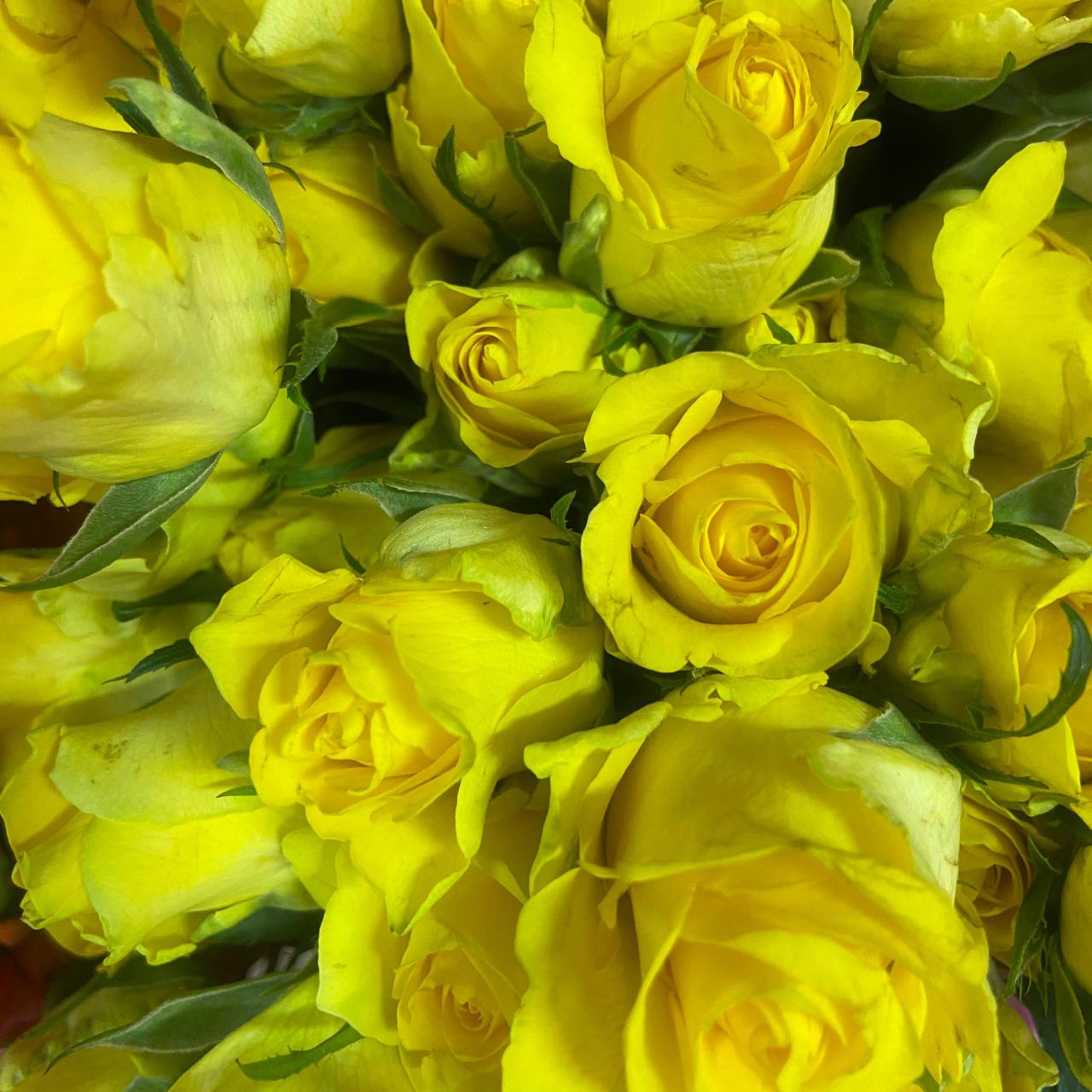 Yellow roses