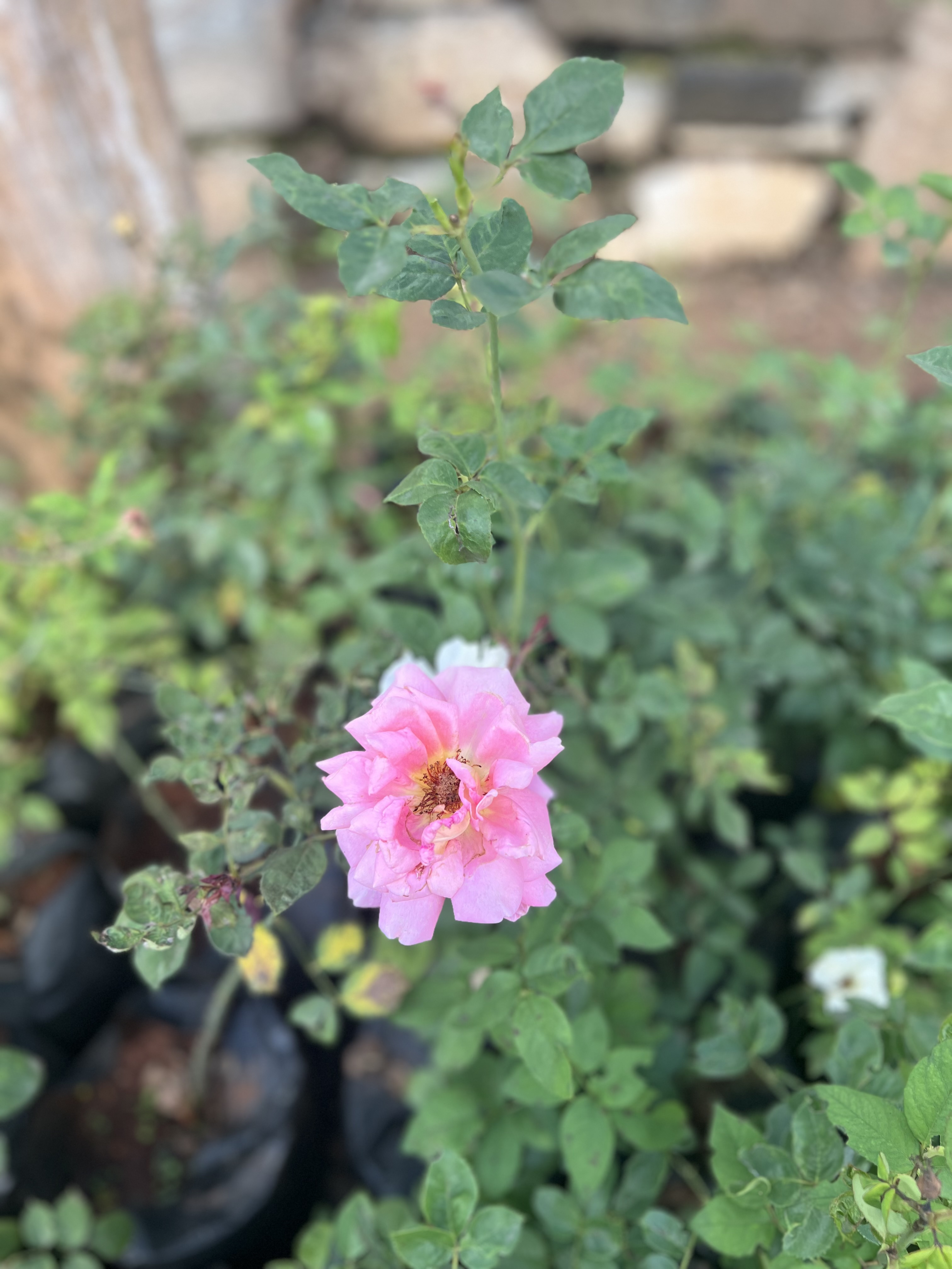 Real Flowers LTD