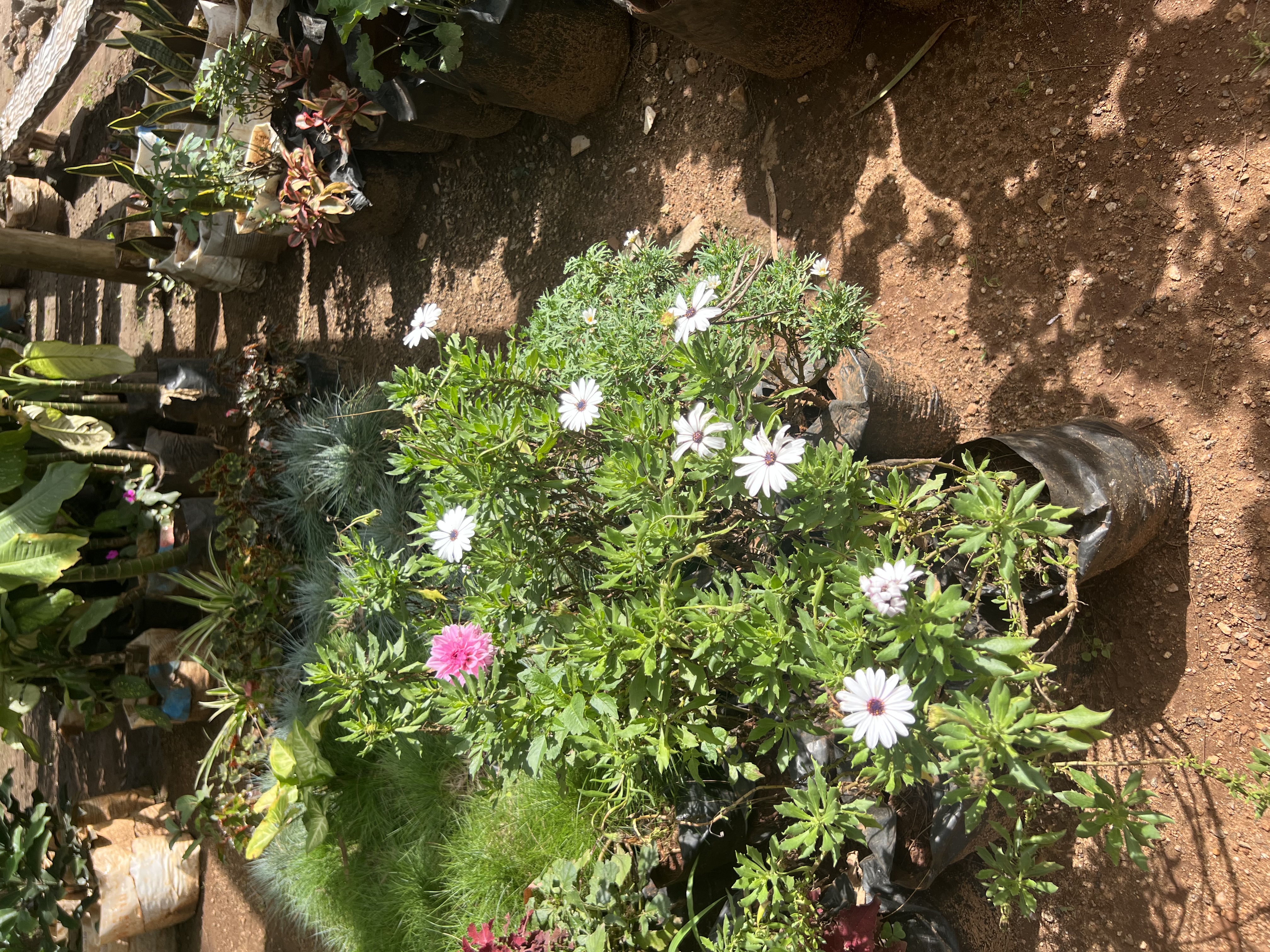 African daisy (Osteospermum)