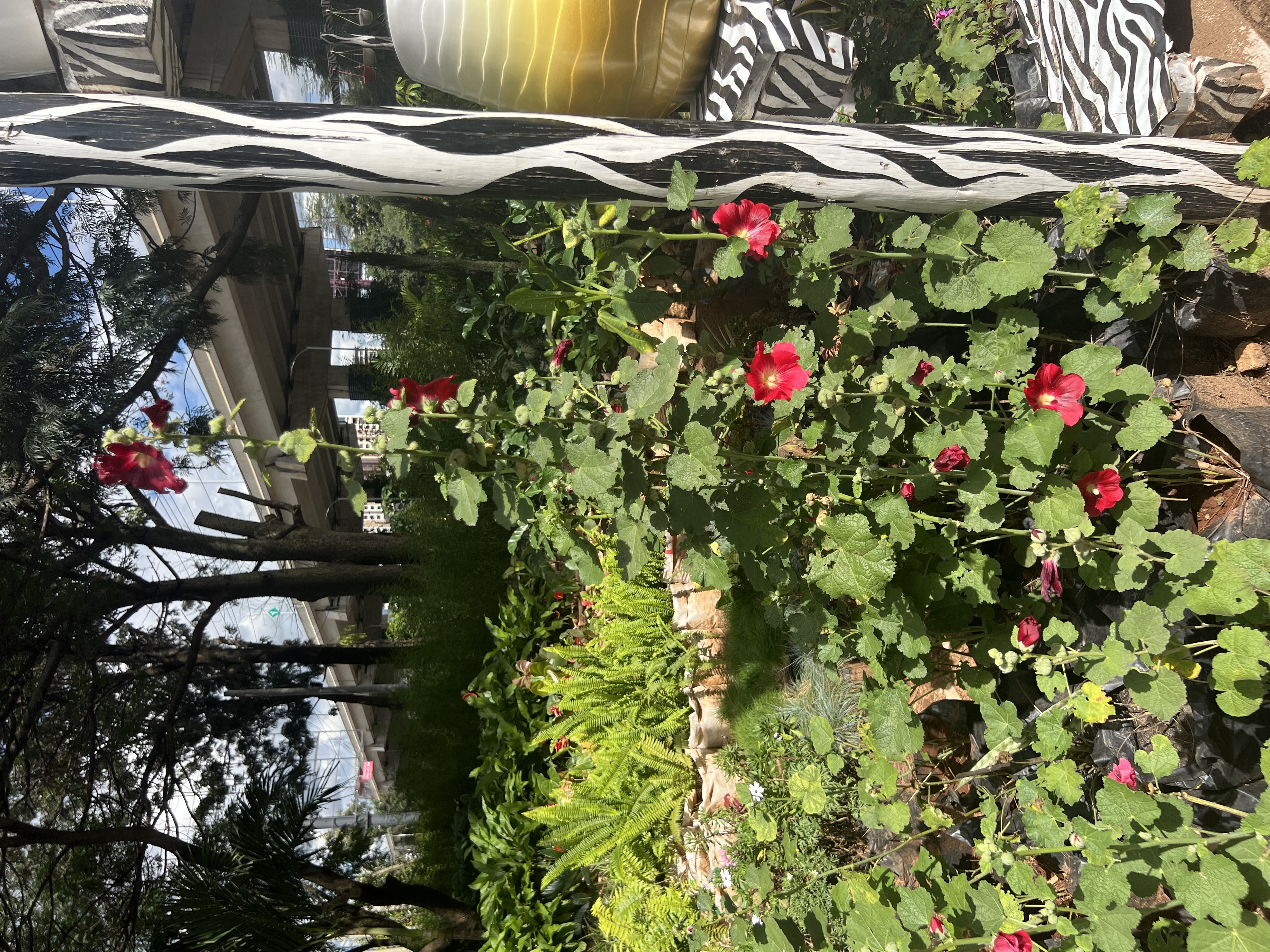 Geranium (Pelargonium)