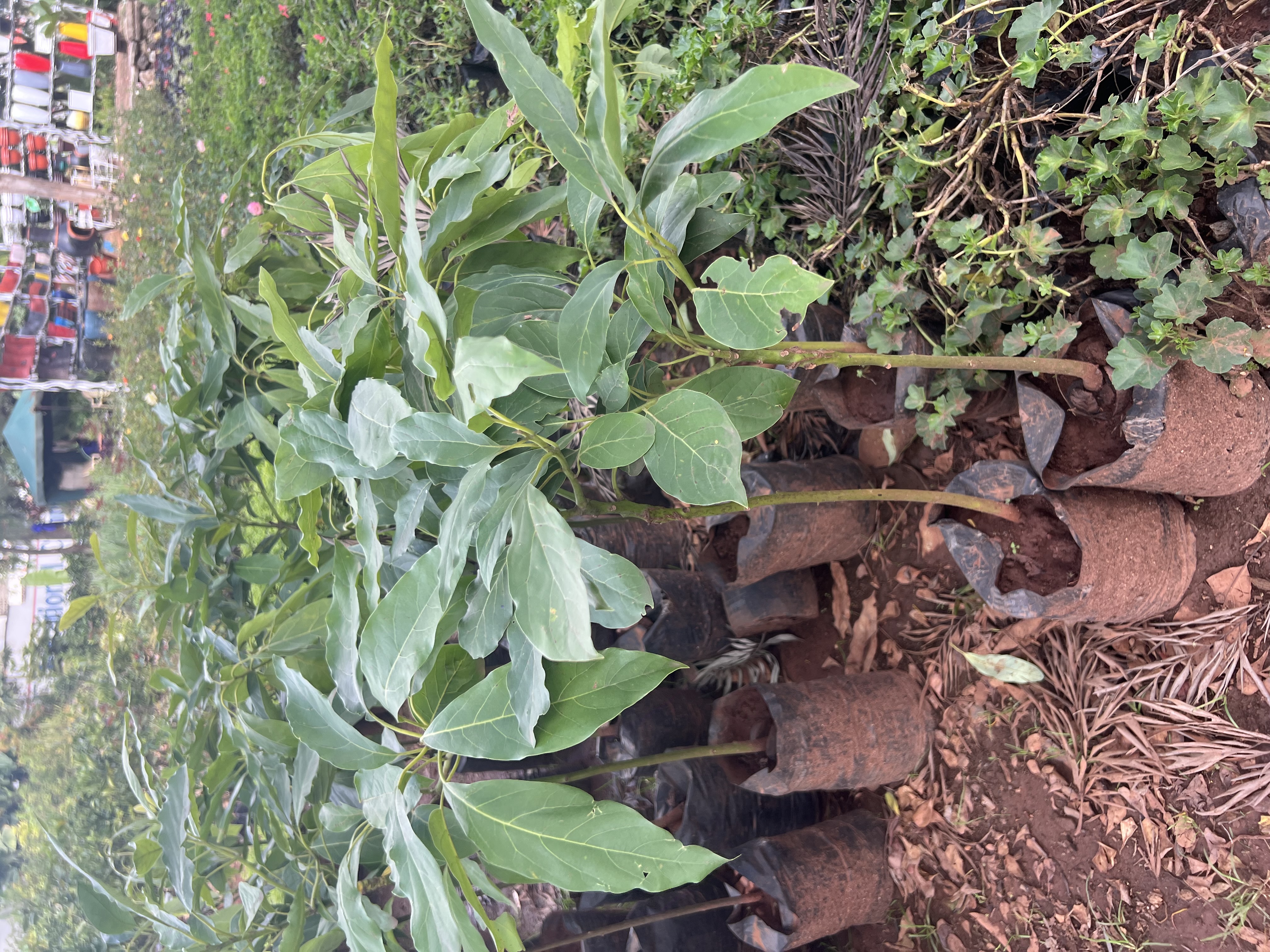 Grafted hass avocado seedlings