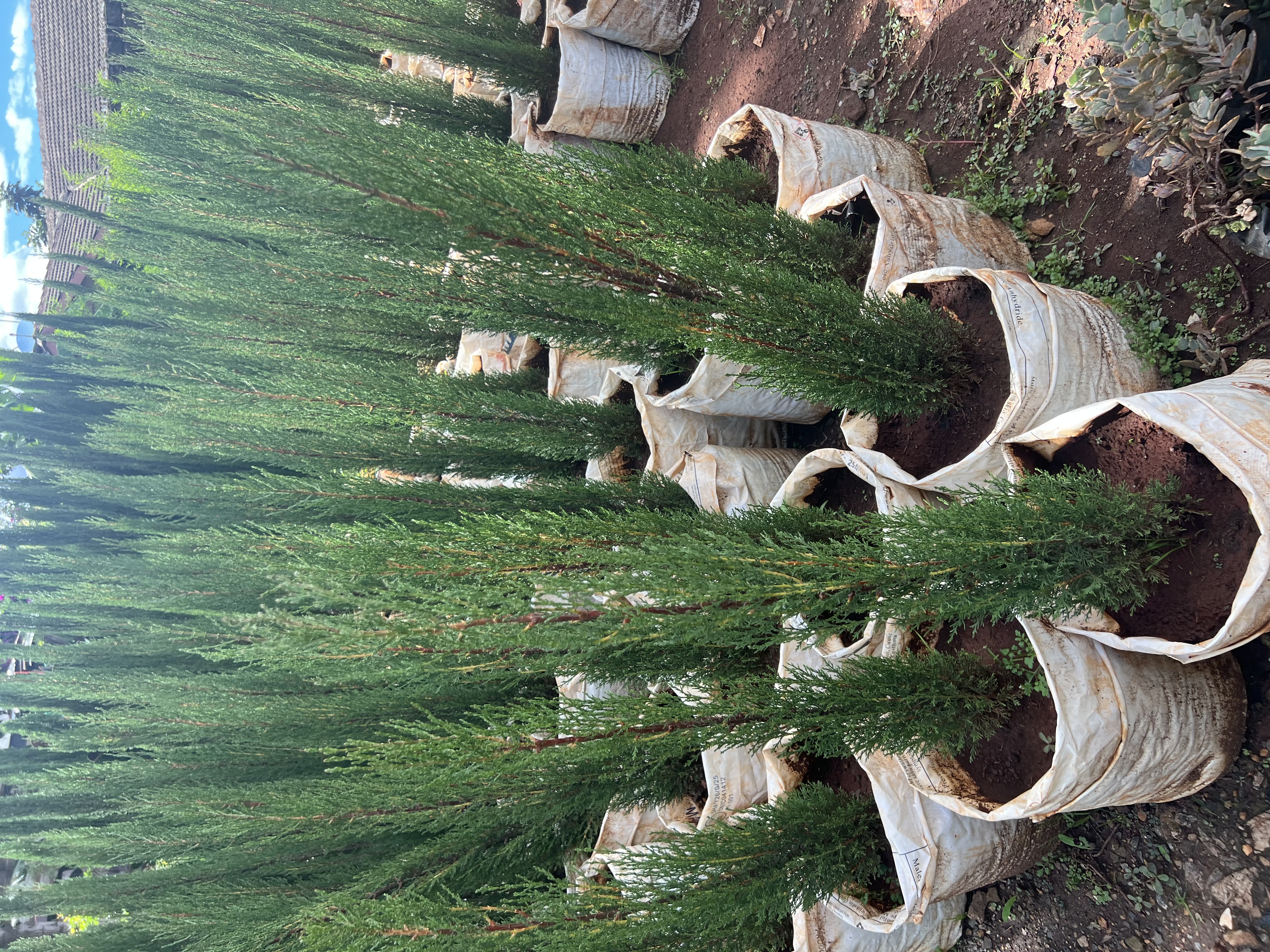 Italian cypress trees (Pencil Pines)