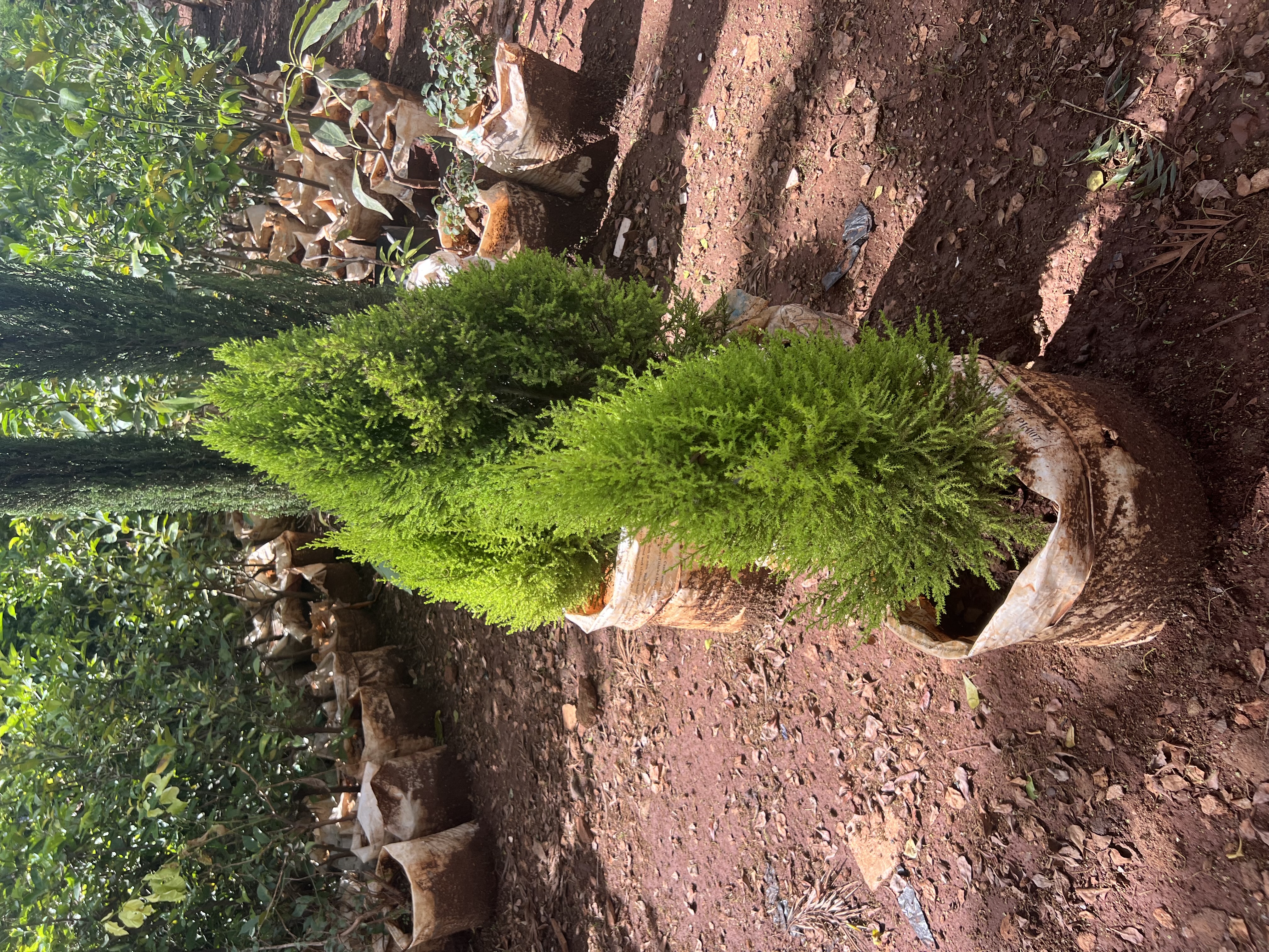 Lemon cypress trees (Cupressus macrocarpa 'Goldcrest')