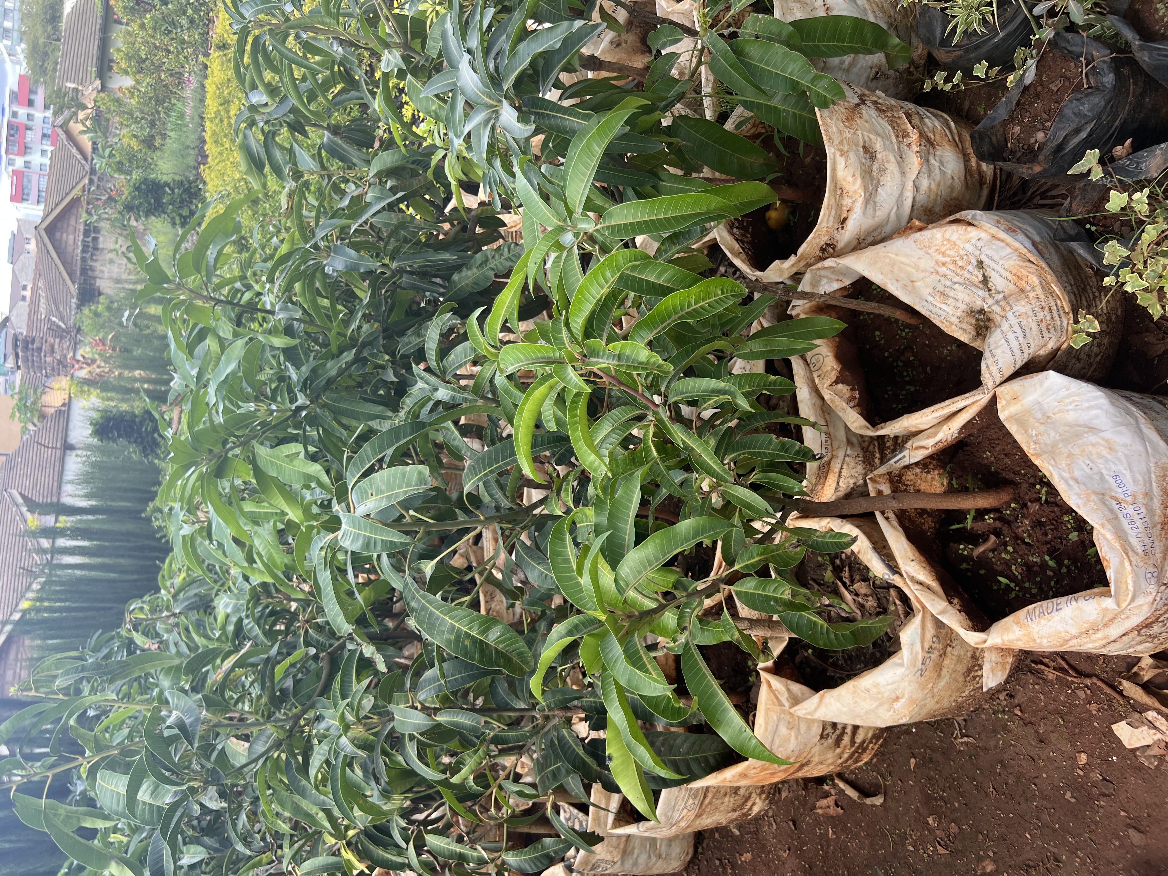 Mango seedlings