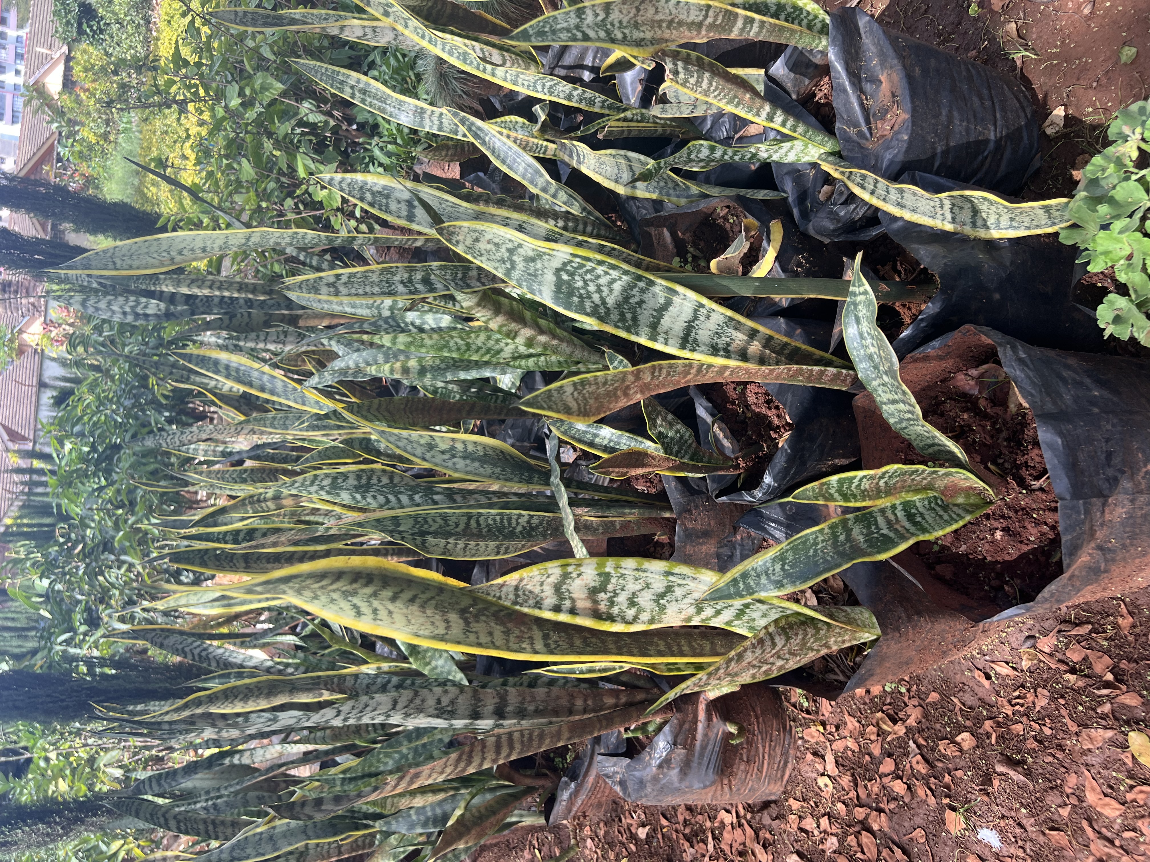Snake plants (Dracaena trifasciata)