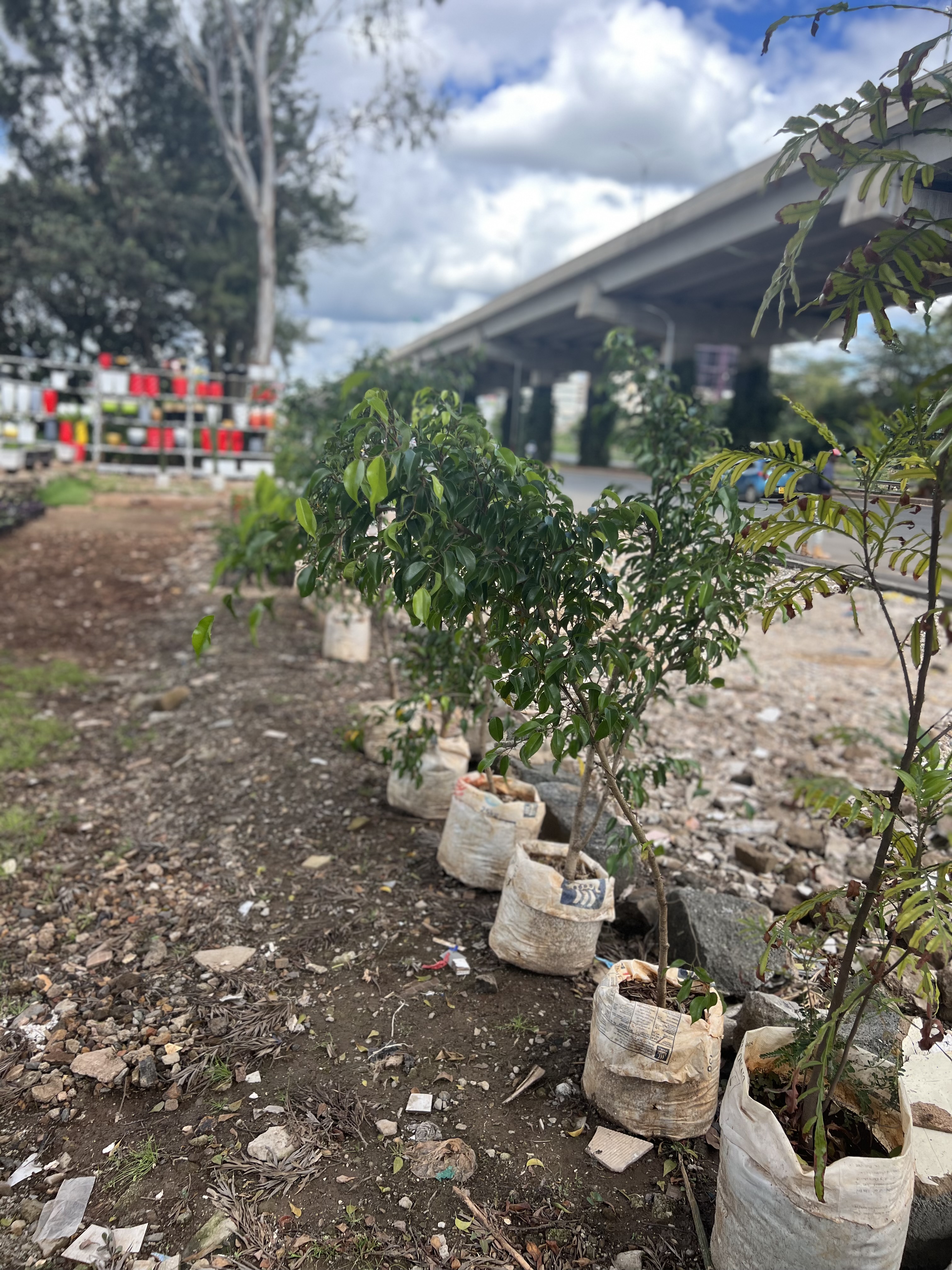 Weeping fig (Ficus benjamina)